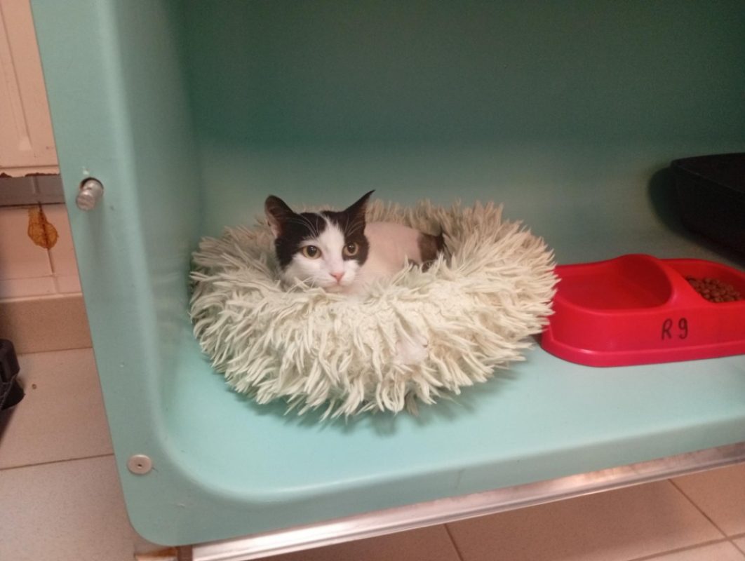 Houessivo - Chat à adopter - photo 2