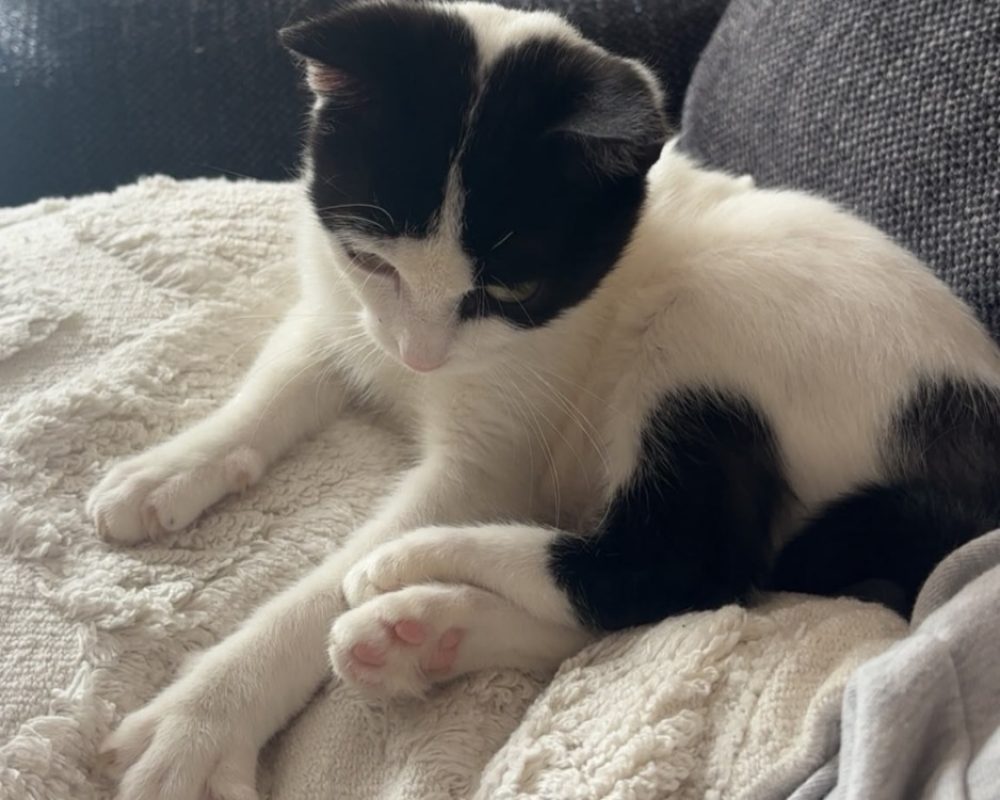 Houessivo - Chat à adopter
