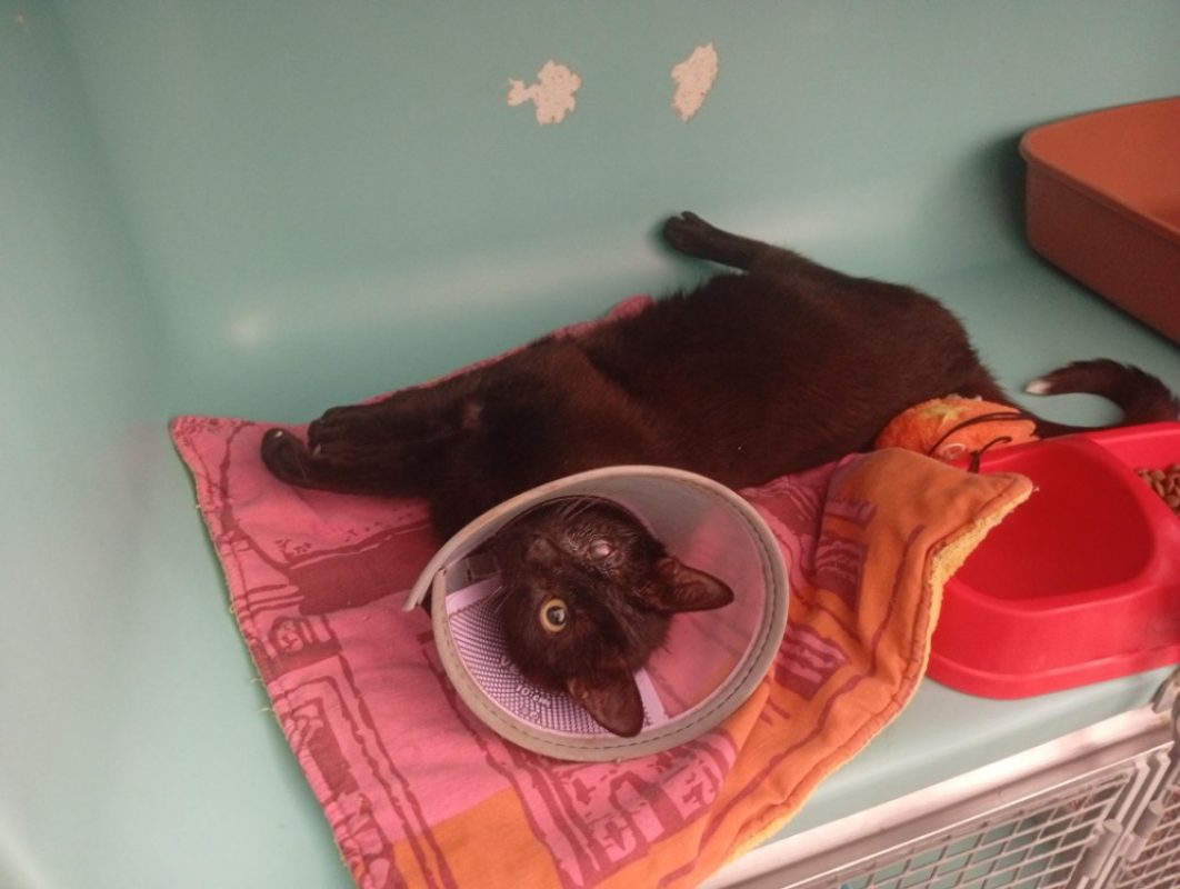 Eraro - Chat Européen à adopter