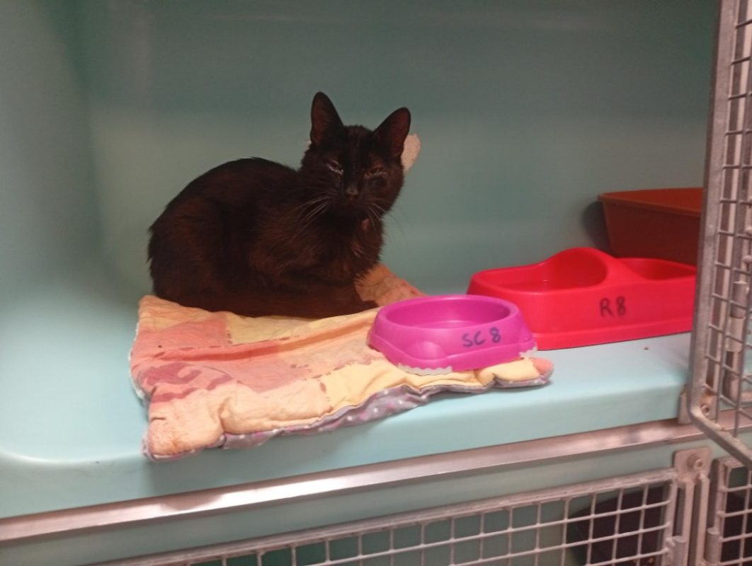 Eraro - Chat Européen à adopter - photo 2
