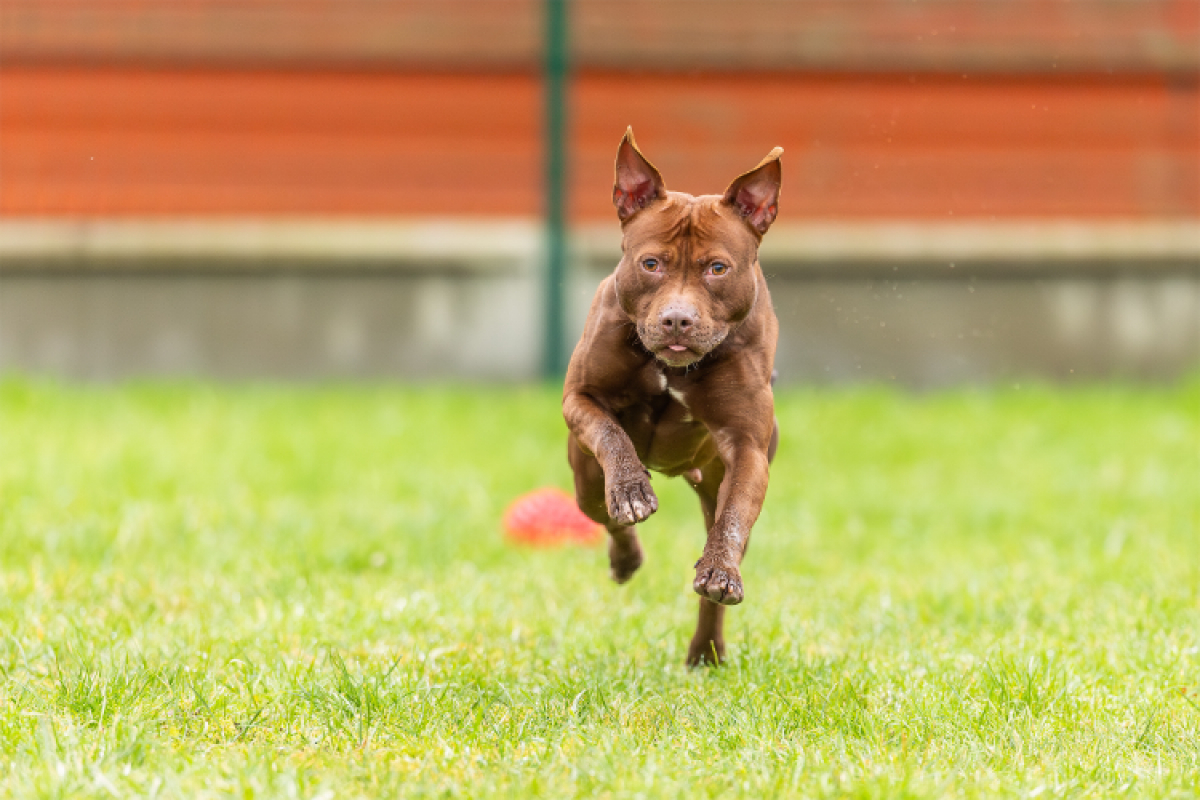 Pixie - Chien à adopter - photo 4