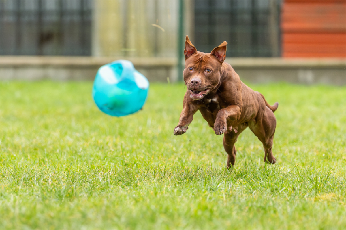 Pixie - Chien à adopter - photo 8
