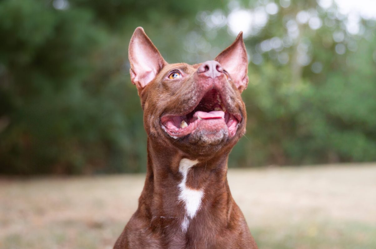 Pixie - Chien à adopter