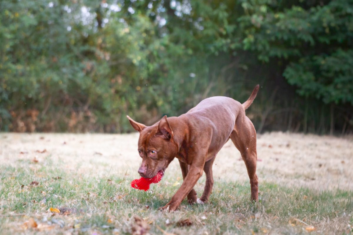 Pixie - Chien à adopter - photo 4