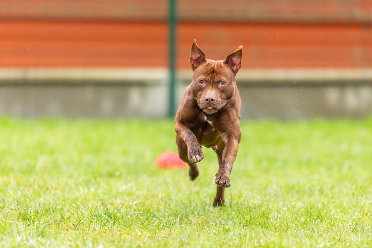 Pixie - Chien à adopter - photo 8