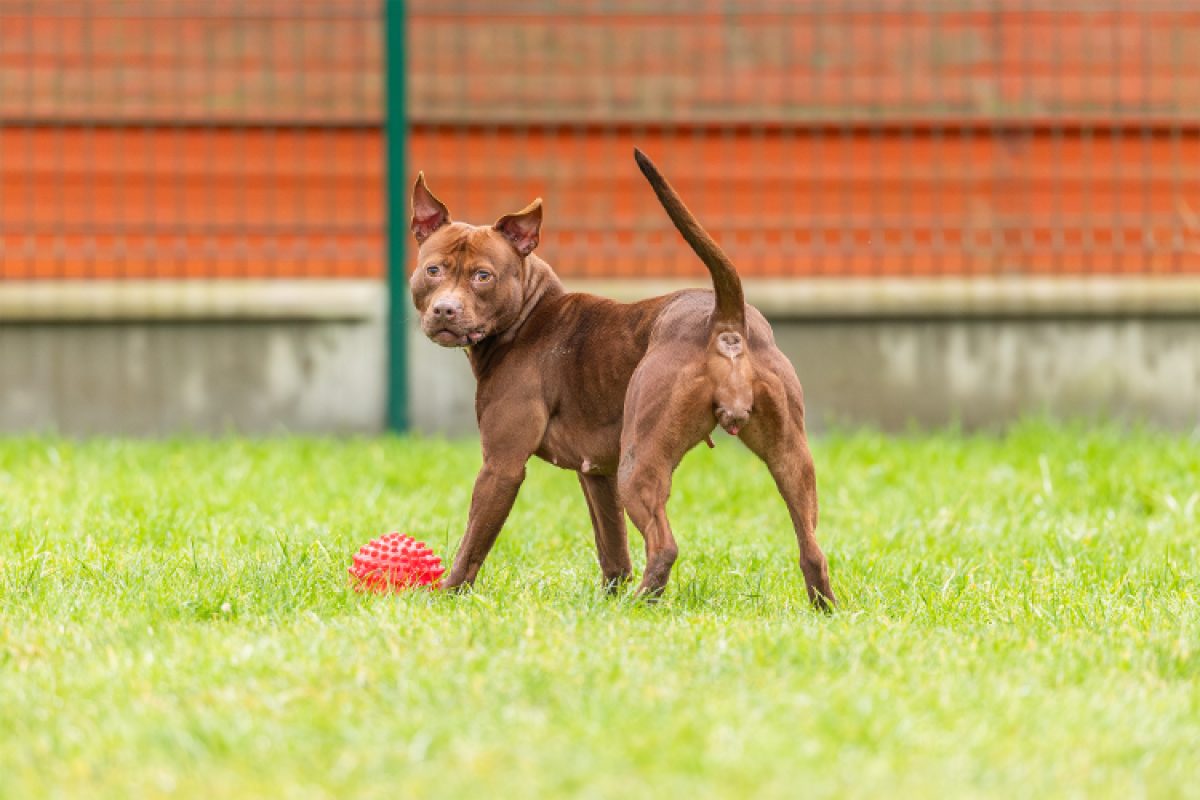 Pixie - Chien à adopter - photo 10