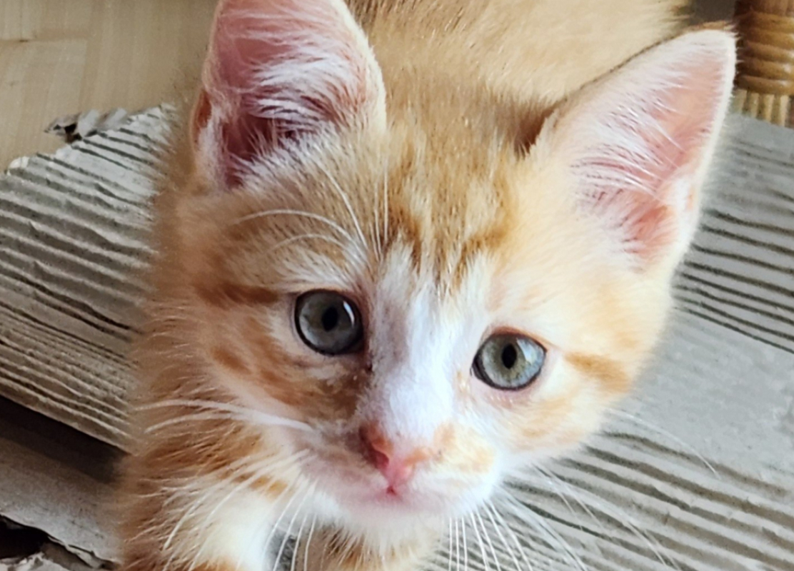 Photo de Ashitaka