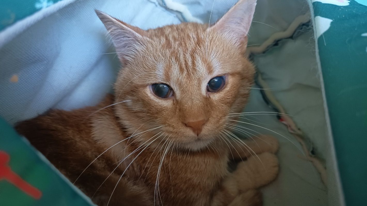 Tidus - Chat Européen à adopter