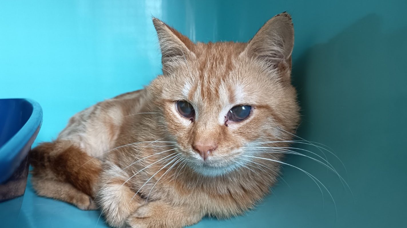 Tidus - Chat Européen à adopter - photo 2