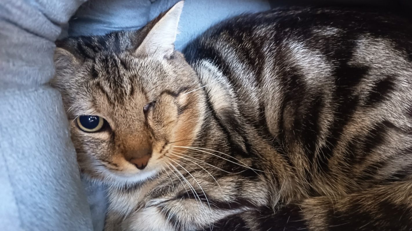 Wakka - Chat Européen à adopter