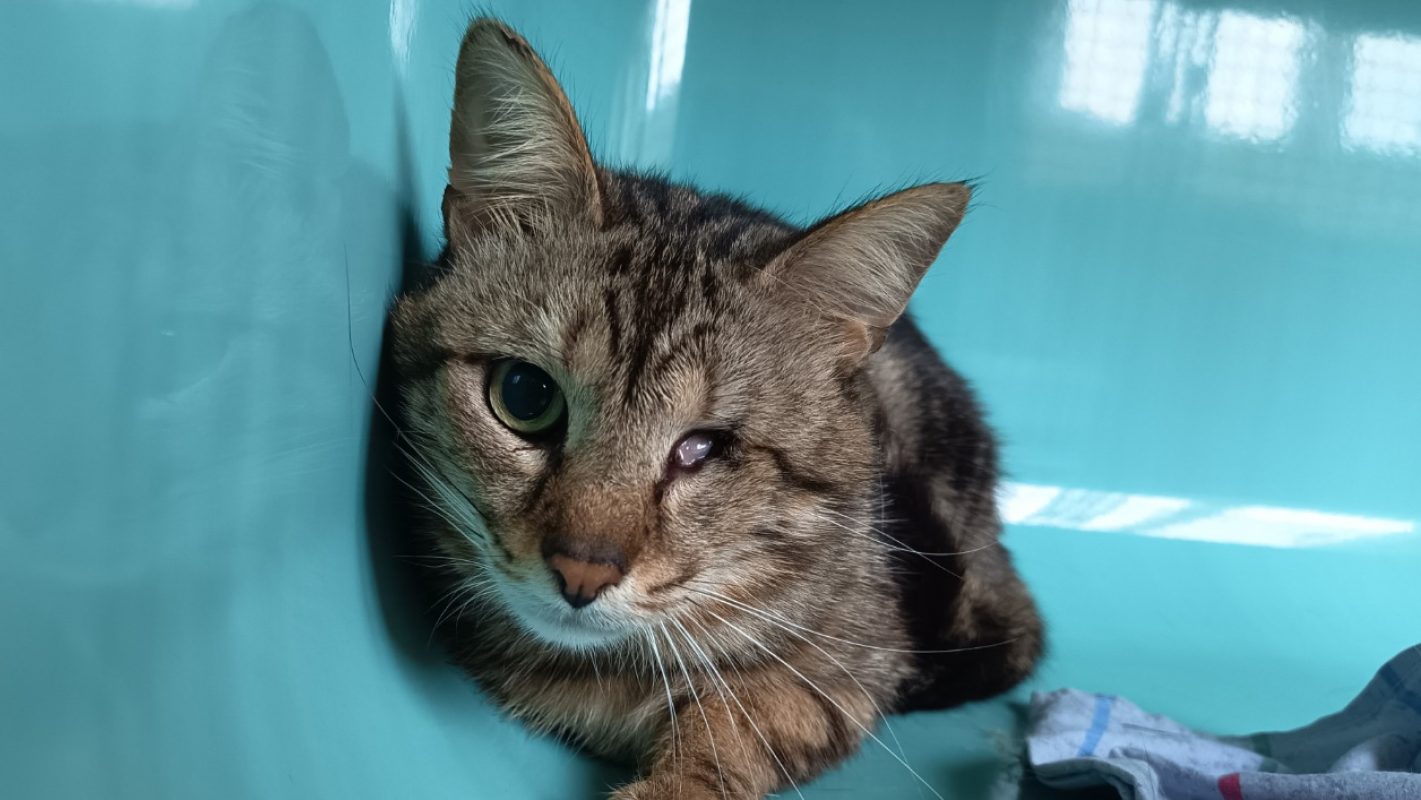 Wakka - Chat Européen à adopter - photo 2