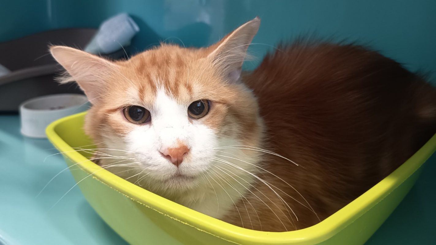 Kimahri - Chat Européen à adopter