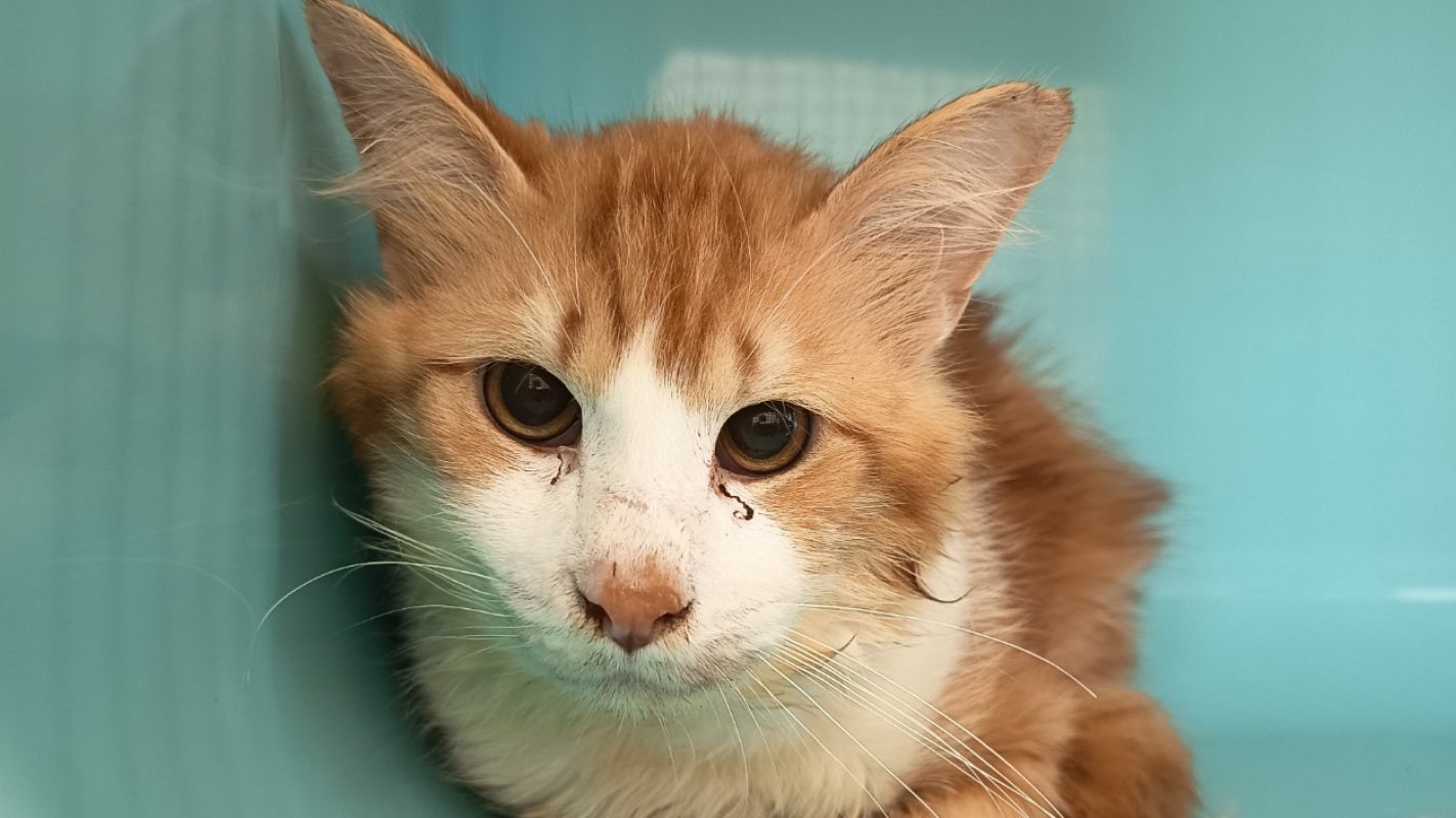 Kimahri - Chat Européen à adopter - photo 2
