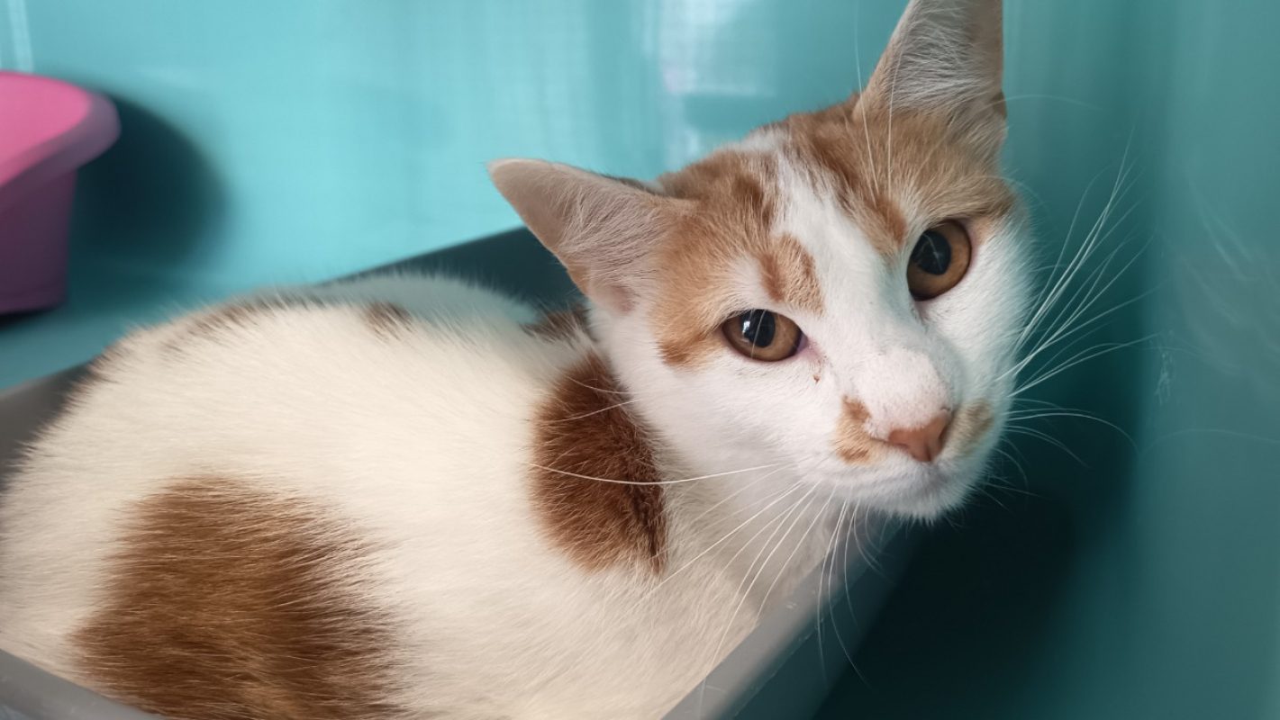 Rikku - Chat Européen à adopter