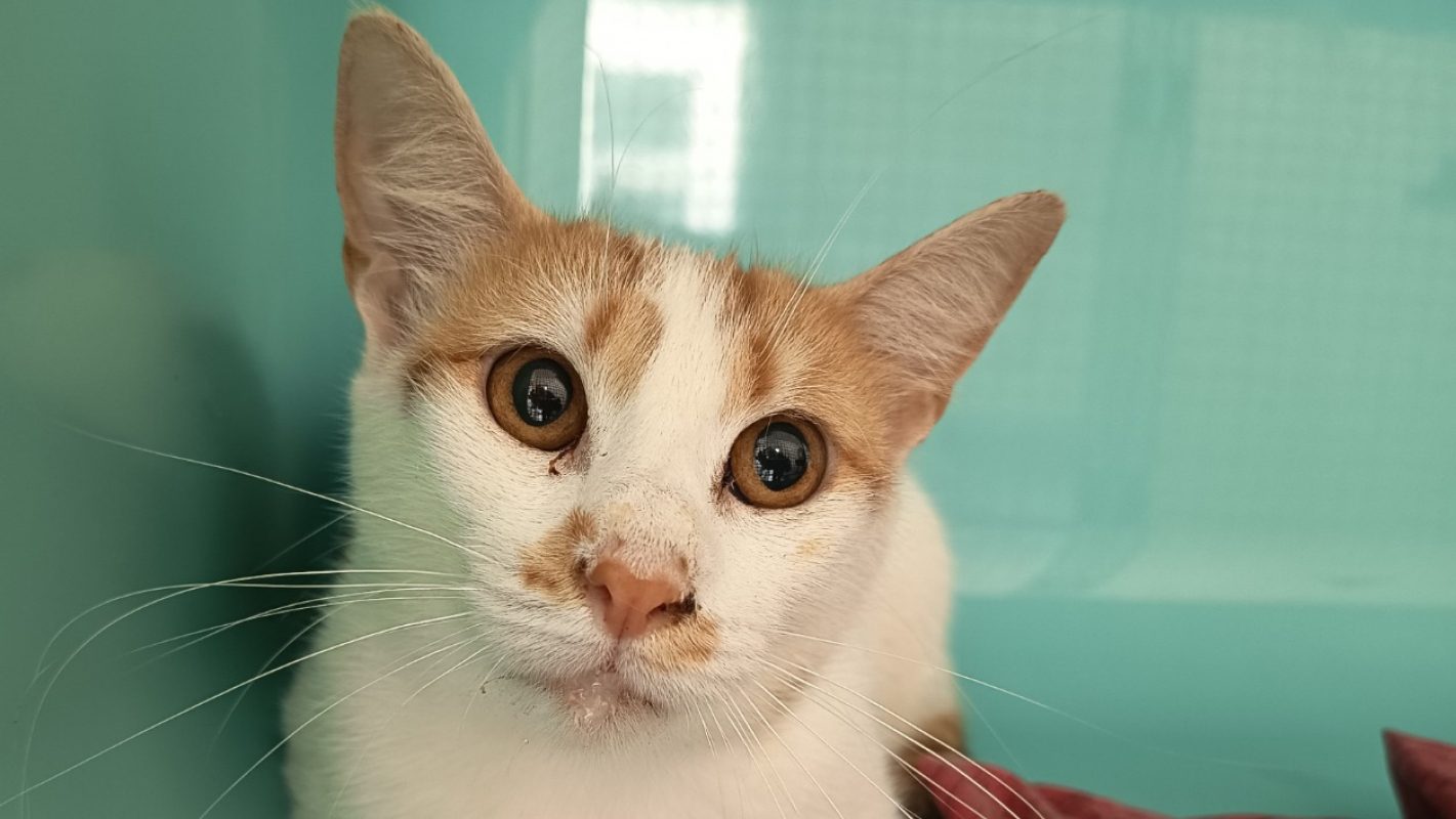 Rikku - Chat Européen à adopter - photo 2