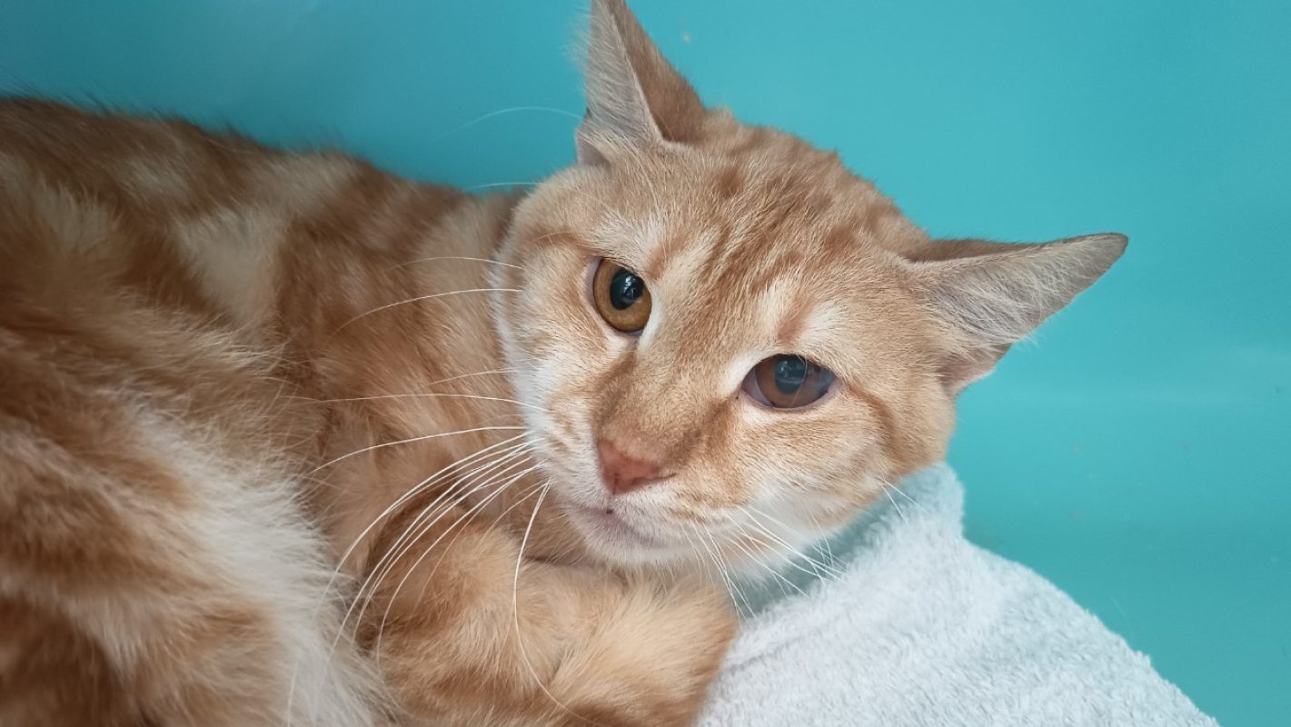 Dagga - Chat Européen à adopter - photo 2