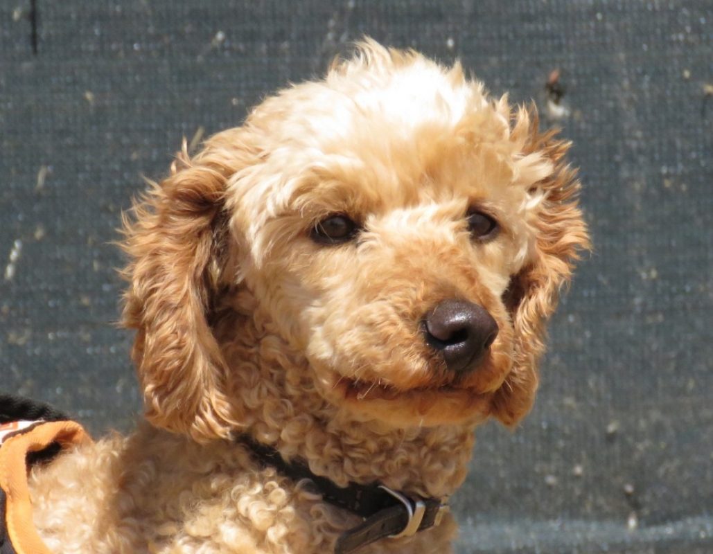 Nougat - Chien à adopter