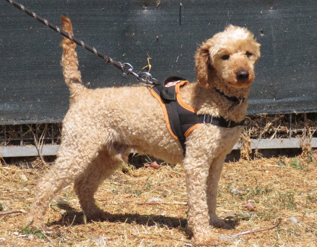 Nougat - Chien à adopter - photo 2
