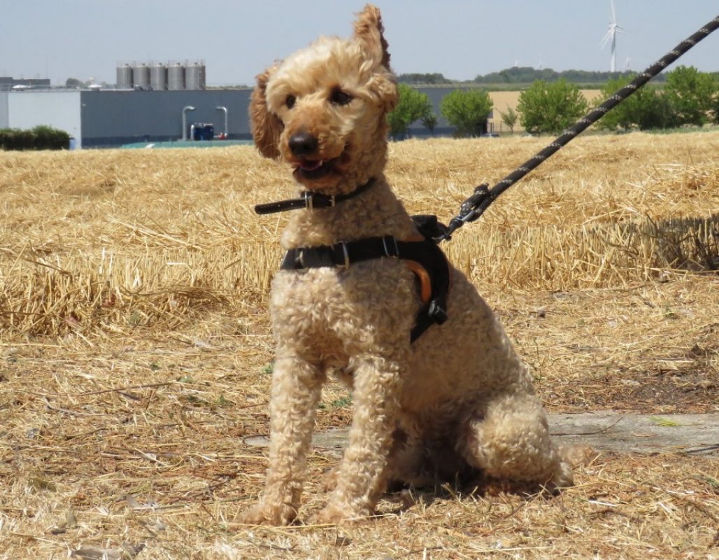 Nougat - Chien à adopter - photo 3