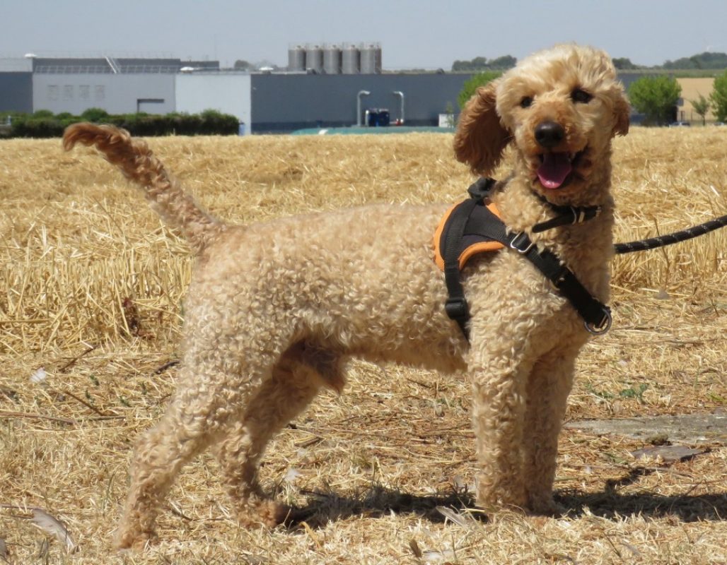 Nougat - Chien à adopter - photo 4