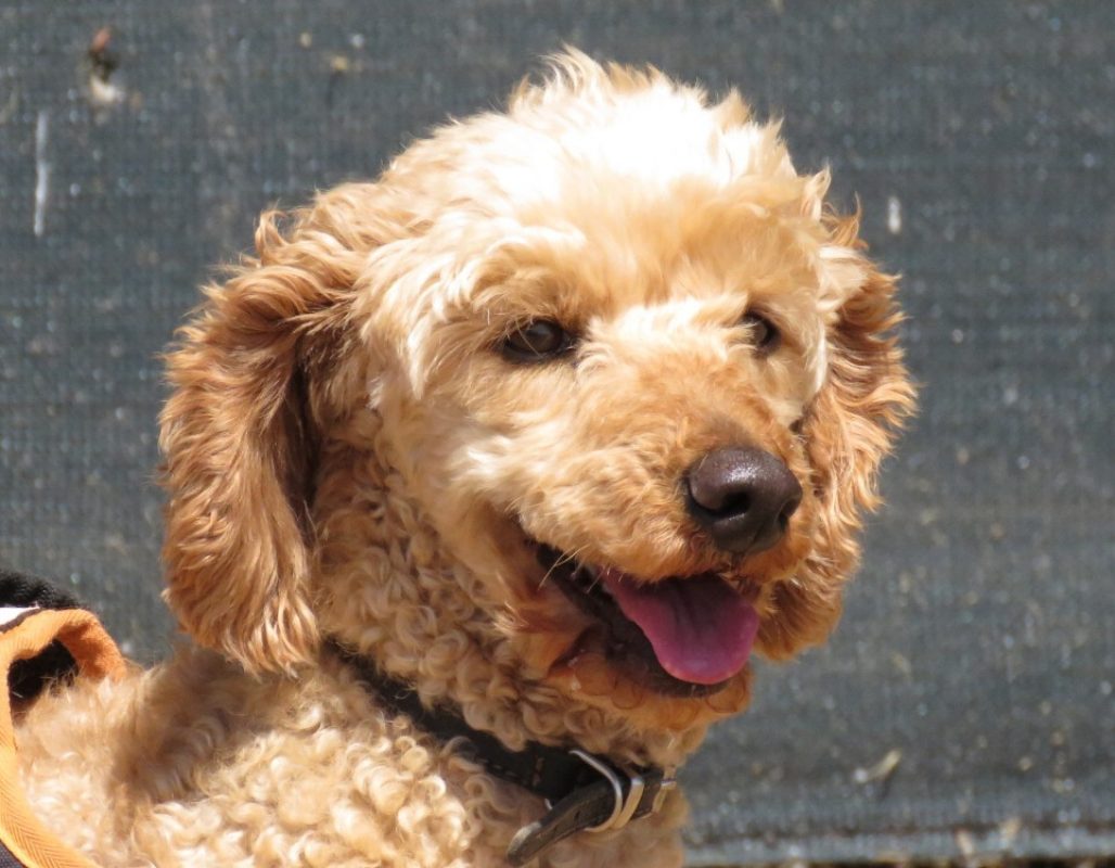 Nougat - Chien à adopter - photo 5