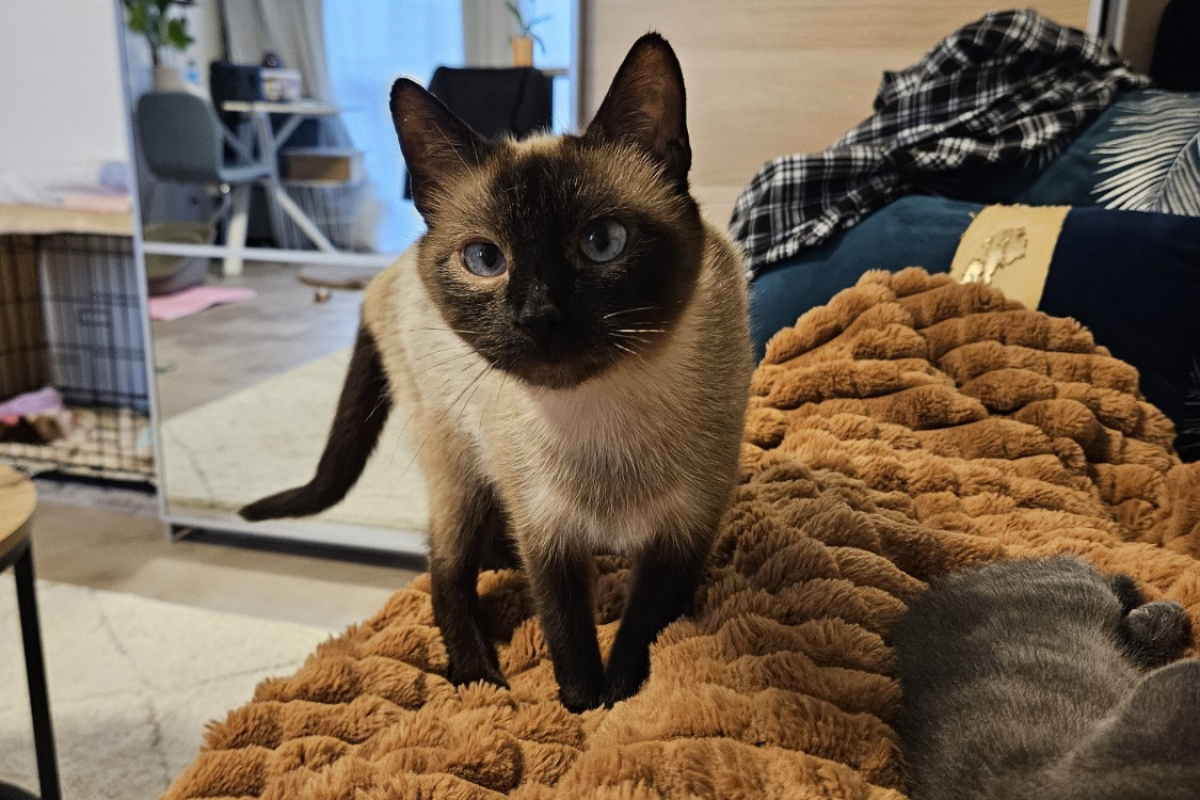 Photo de Bimba