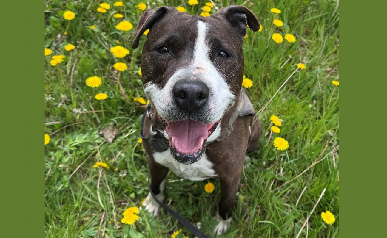 Niki - Chien à adopter