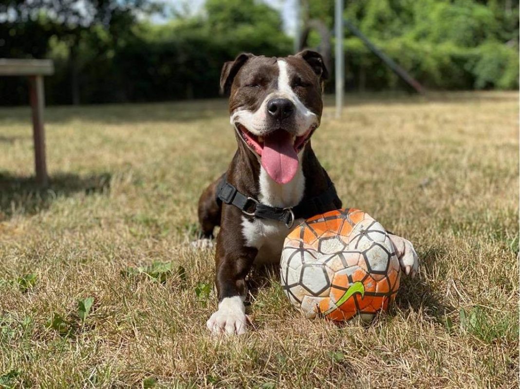 Niki - Chien à adopter - photo 5