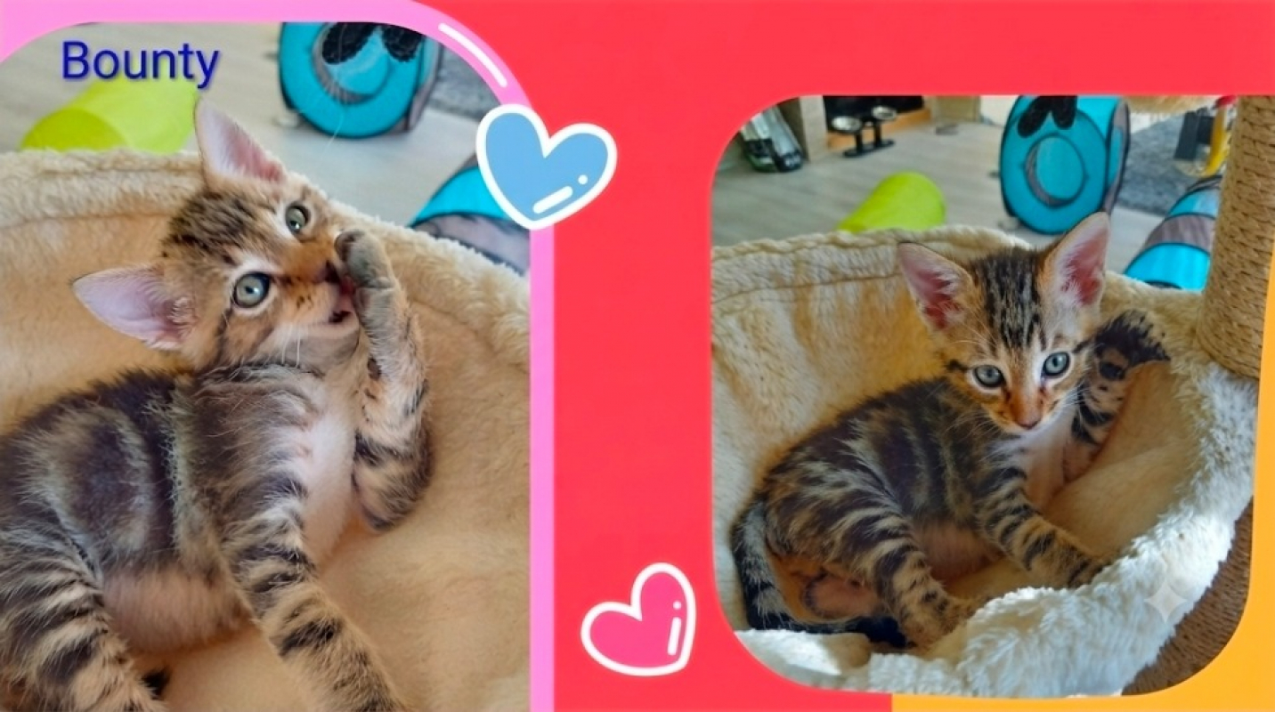 Photo de Bounty