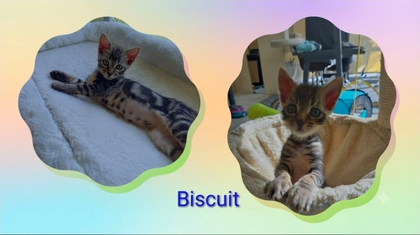 Photo de Biscuit