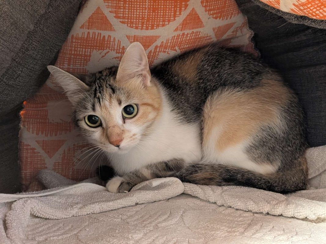 Isabella - Chat Européen à adopter