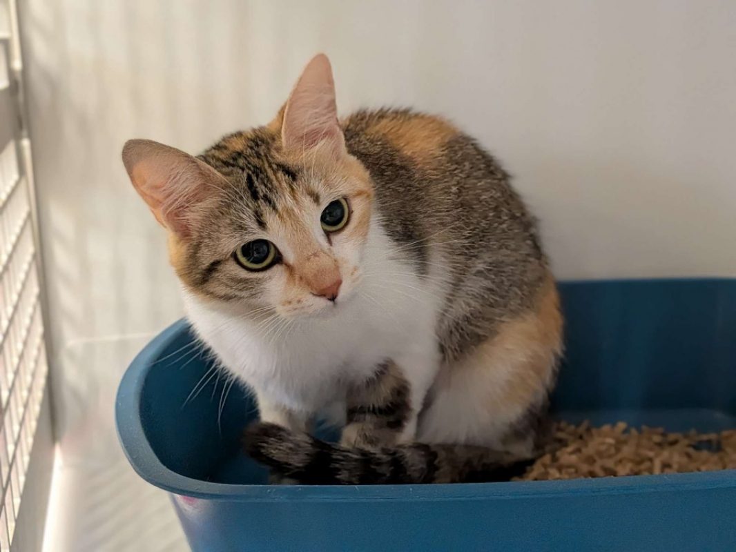 Isabella - Chat Européen à adopter - photo 2