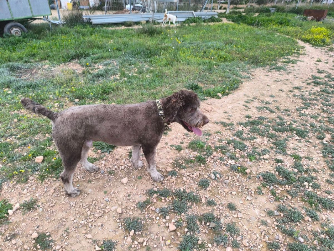 Photo #12 de Scooby