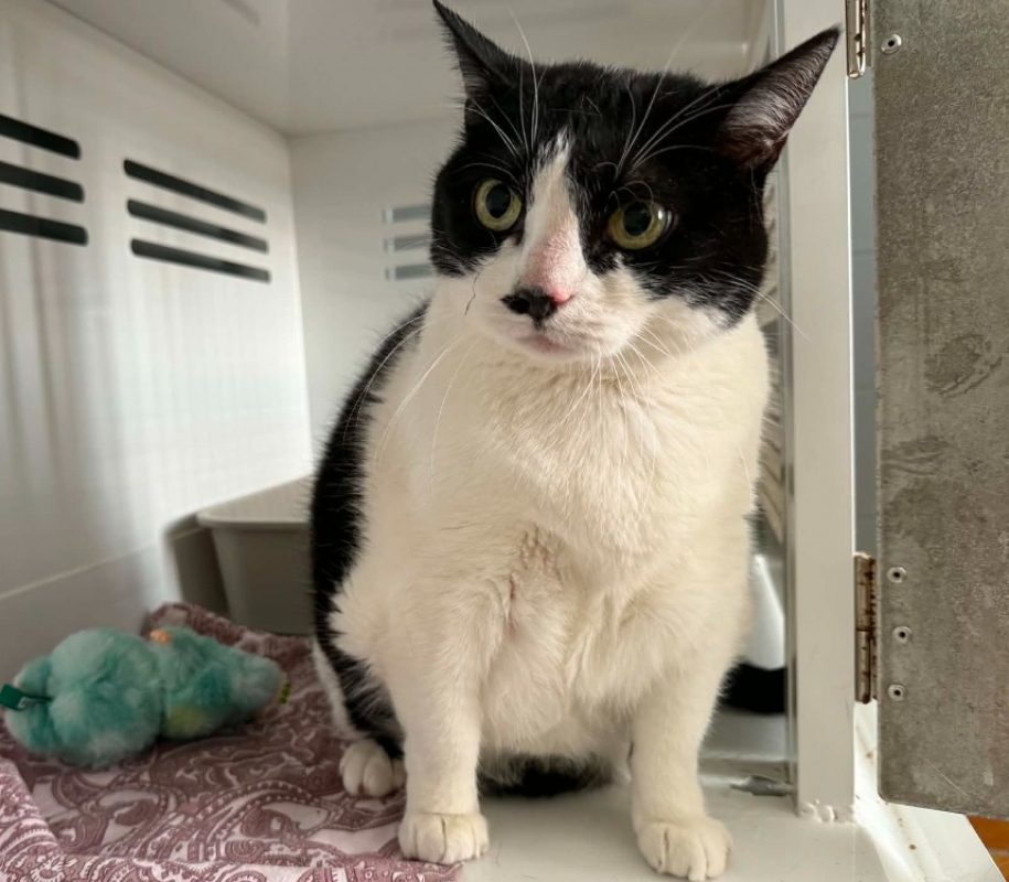Elia - Chat Européen à adopter