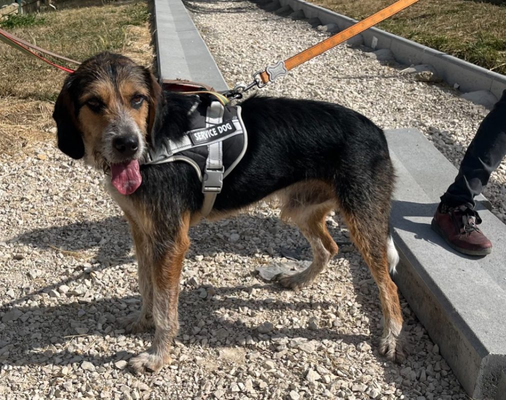 Tobby - Chien Berger à adopter