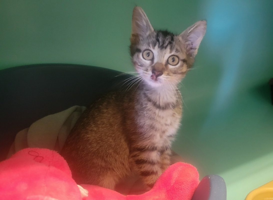 Photo de Tigrette