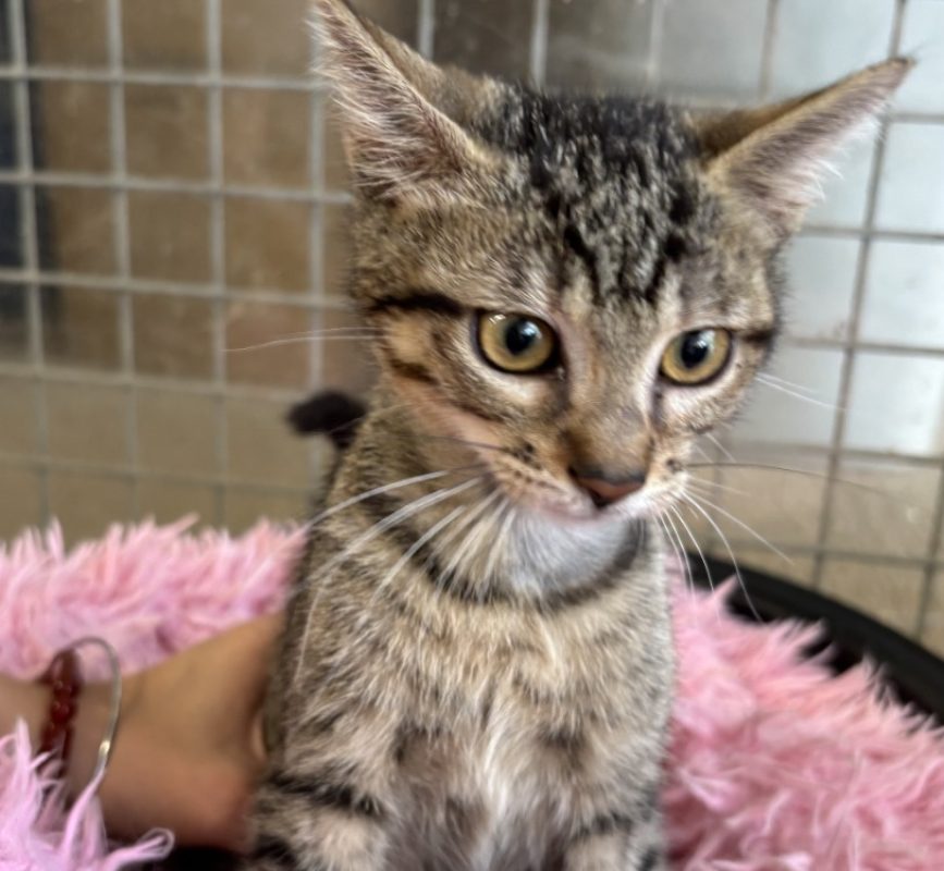 Tigrette - Chat Européen à adopter