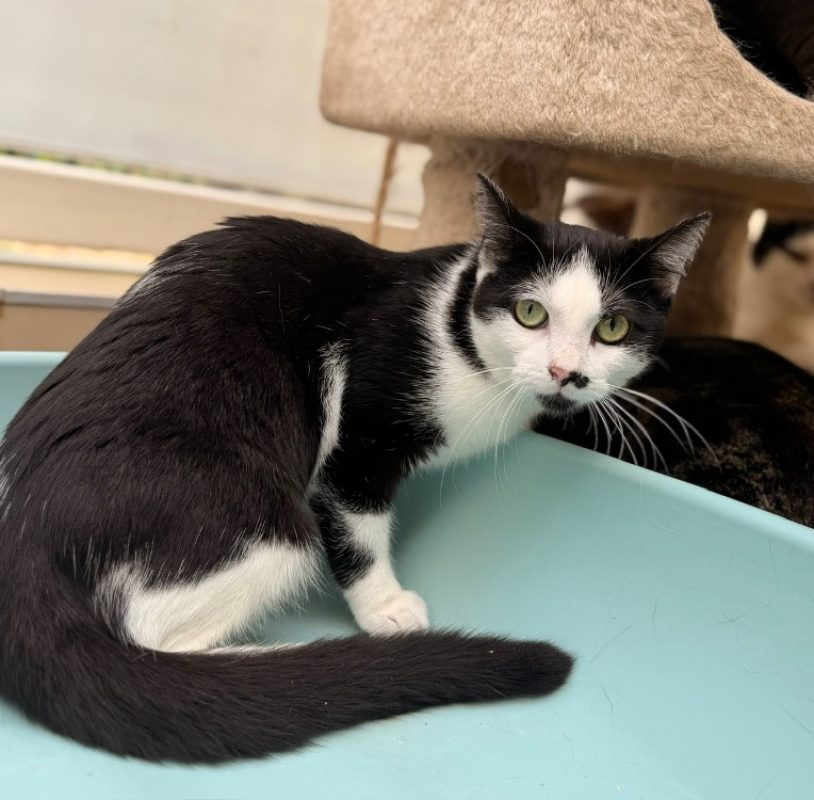 Naya - Chat Européen à adopter