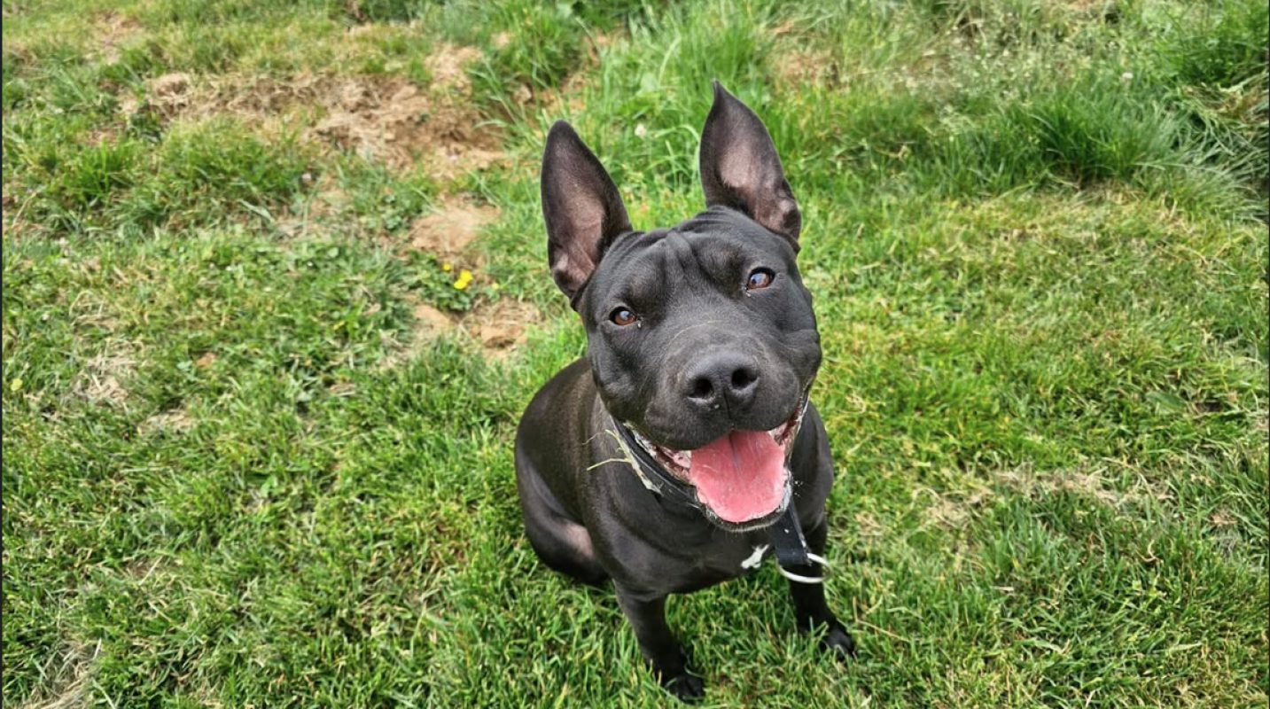 Hina - Chien Bouledogue Américain à adopter