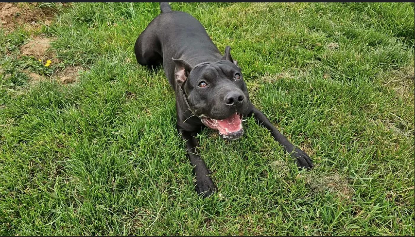 Hina - Chien Bouledogue Américain à adopter - photo 2