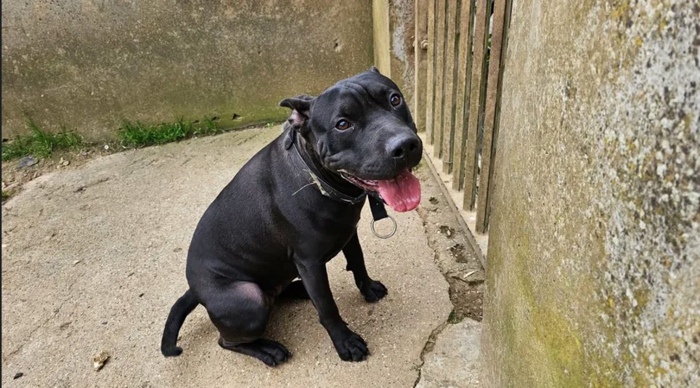 Hina - Chien Bouledogue Américain à adopter - photo 3