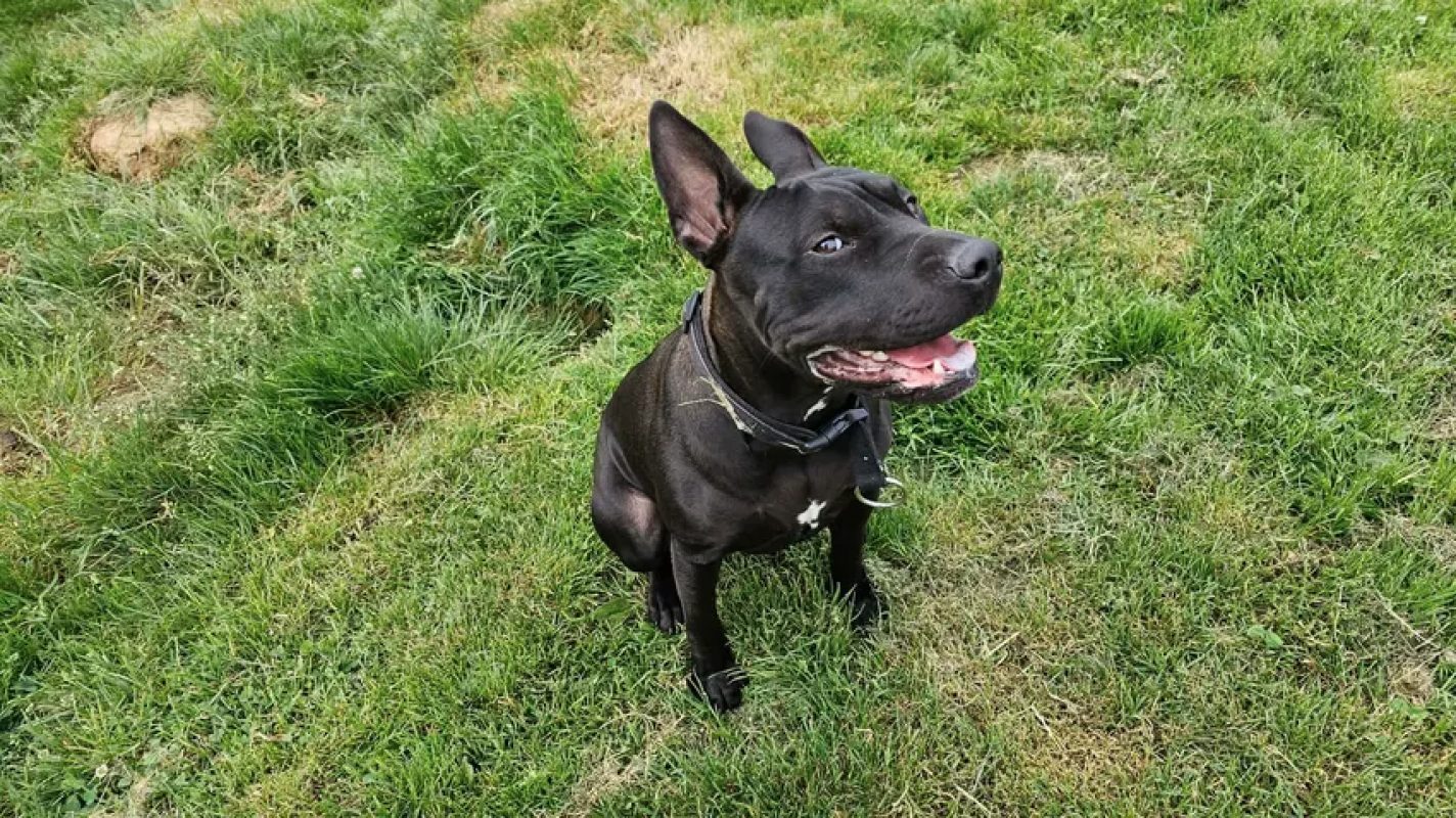 Hina - Chien Bouledogue Américain à adopter - photo 4