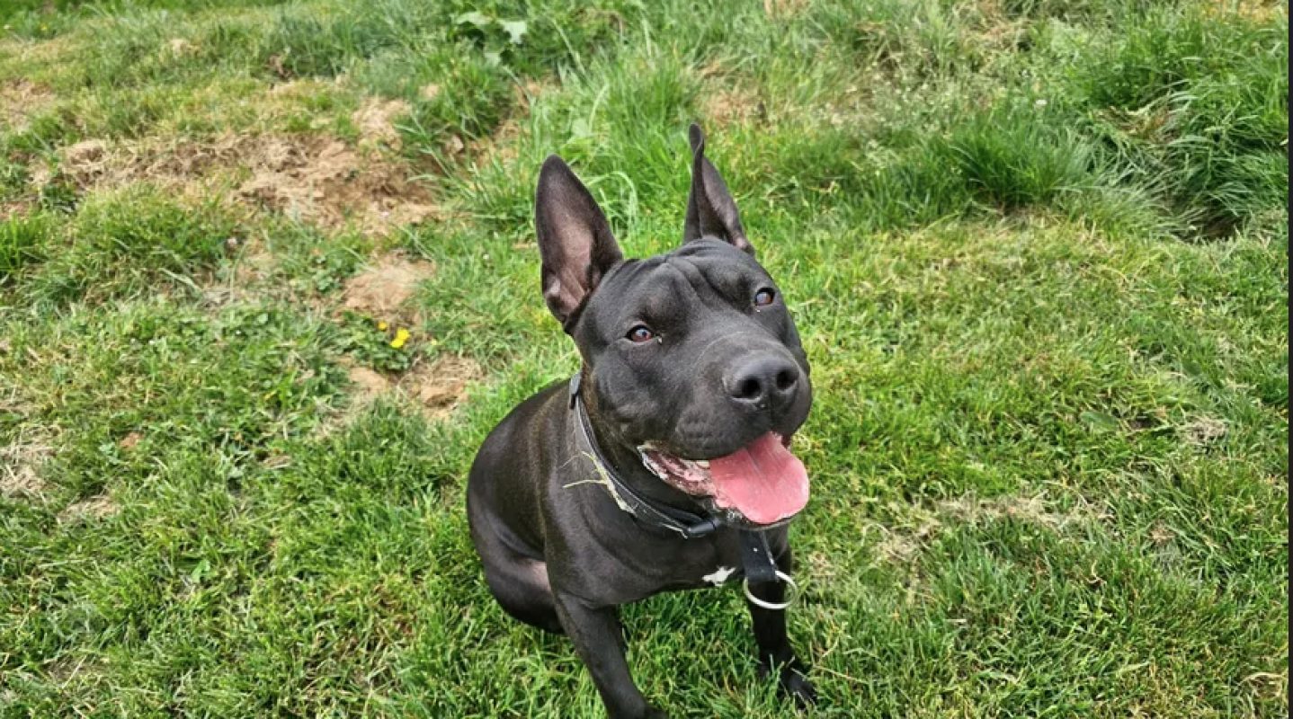 Hina - Chien Bouledogue Américain à adopter - photo 5
