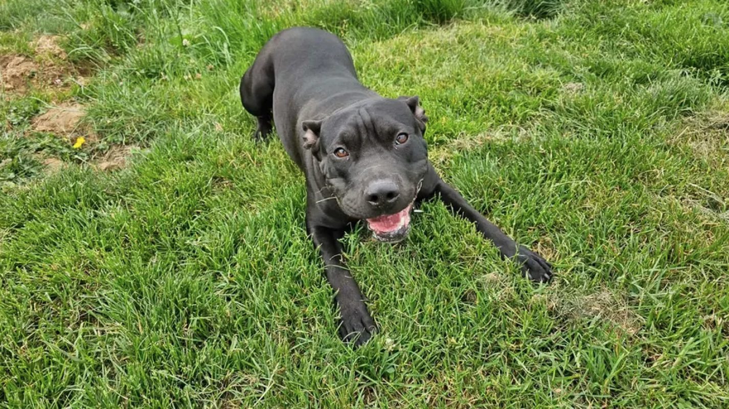 Hina - Chien Bouledogue Américain à adopter - photo 6