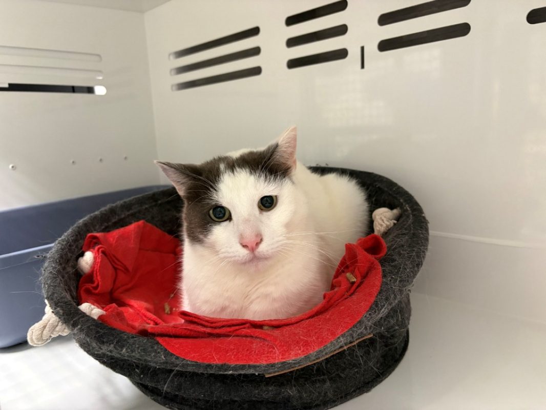 Mulan - Chat Européen à adopter