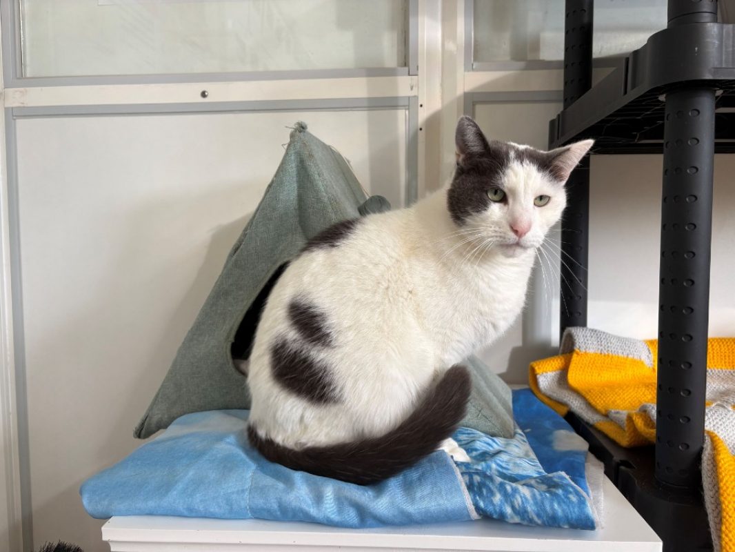 Mulan - Chat Européen à adopter