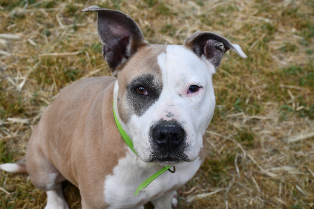 O'layka - Chien à adopter