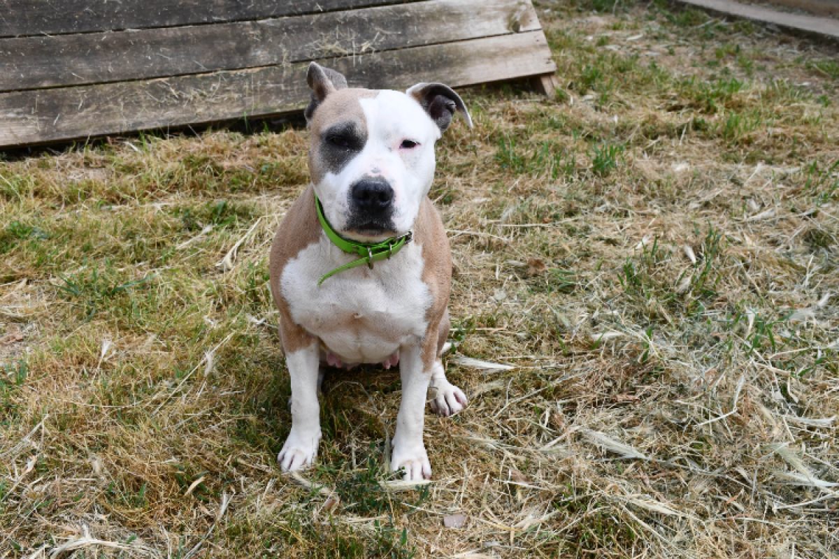 O'layka - Chien à adopter - photo 2