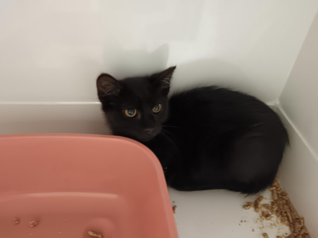 Photo de Smoky