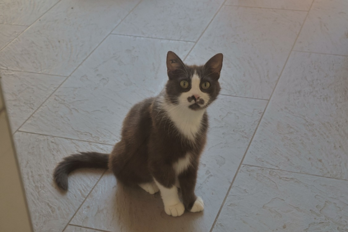 Photo #5 de Duchesse